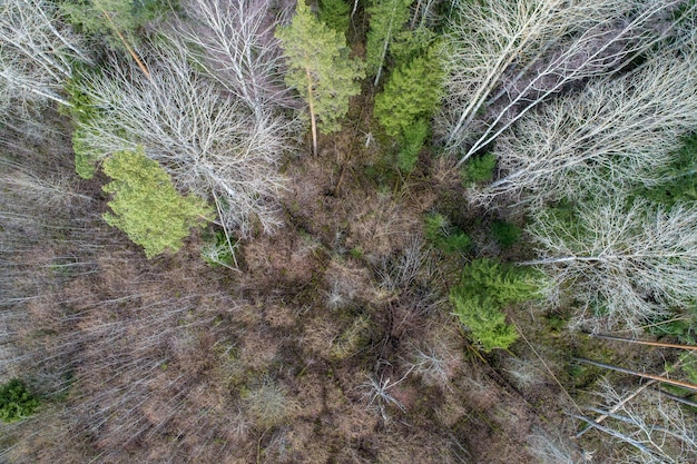 Vista aérea de un denso bosque con árboles desnudos en otoño y hojas caídas sobre un suelo