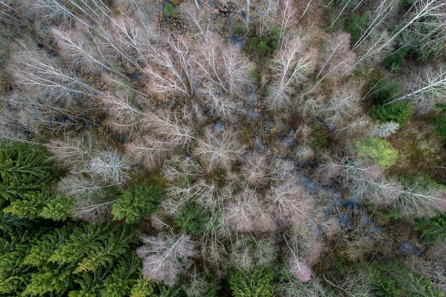 Foto gratuita vista aérea de un denso bosque con árboles desnudos de otoño y hojas caídas en un suelo