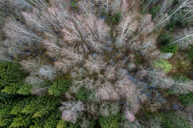 Vista aérea de un denso bosque con árboles desnudos de otoño y hojas caídas en un suelo