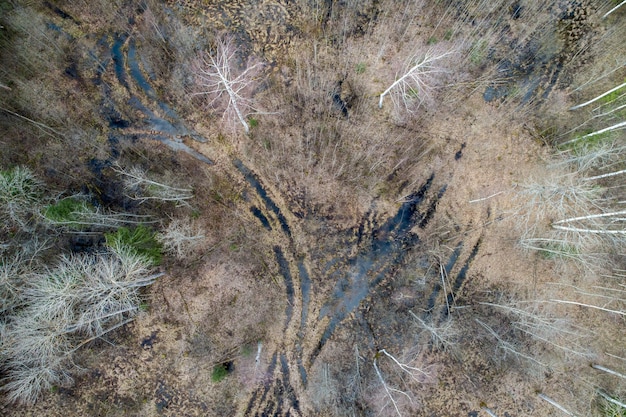 Vista aérea de un denso bosque con árboles desnudos de otoño y hojas caídas en un suelo