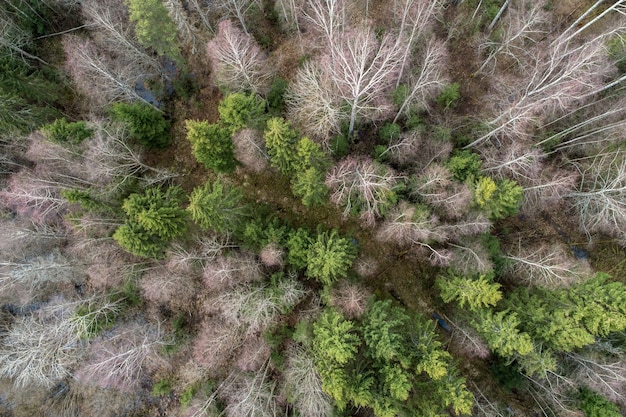 Vista aérea de un denso bosque con árboles desnudos de otoño profundo con un follaje seco