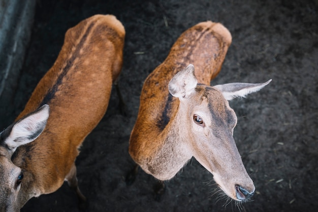 Foto gratuita una vista aérea de dos ciervos en el zoológico