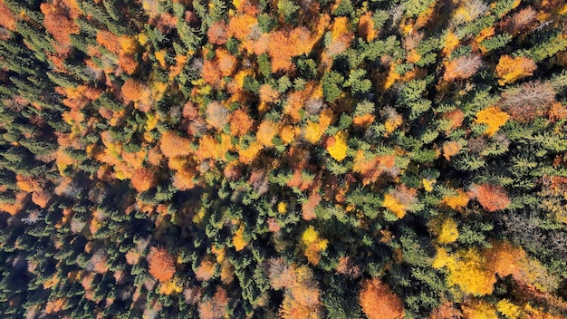 Vista aérea de drones de la naturaleza en Rumania