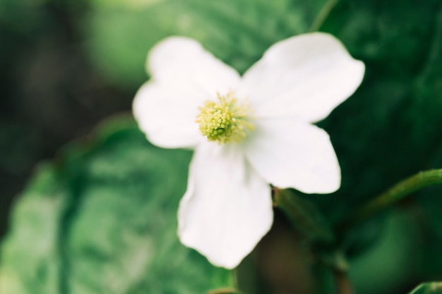 Foto gratuita vista aérea de una flor blanca