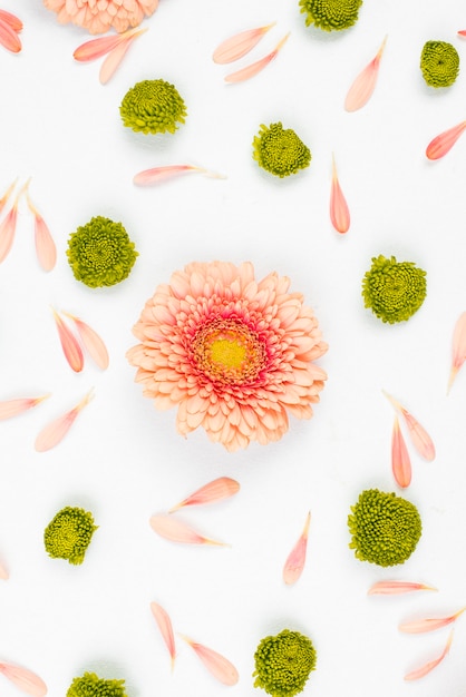 Foto gratuita una vista aérea de la flor de gerbera con flores de crisantemo verde sobre fondo blanco