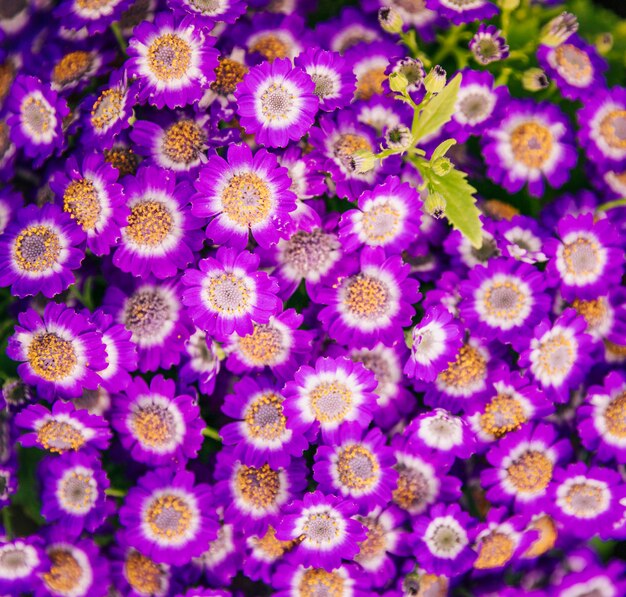 Una vista aérea de flores de cineraria frescas.