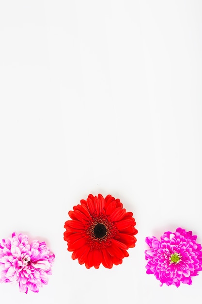 Vista aérea de gerbera roja con dos crisantemos rosas sobre fondo blanco