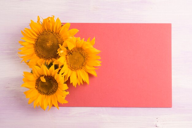 Vista aérea de girasoles amarillos en papel rojo en blanco sobre el fondo con textura