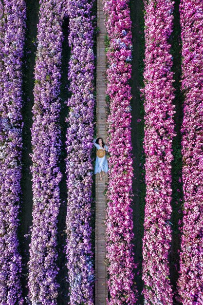 Vista aérea de la hermosa niña en los campos de flores de Margaret