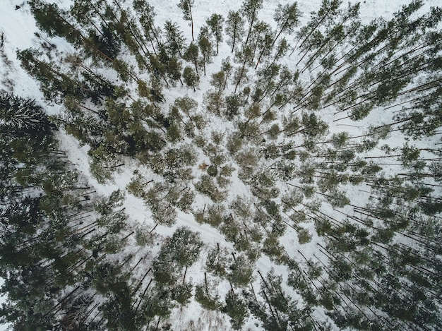 Vista aérea de un hermoso paisaje invernal con abetos cubiertos de nieve