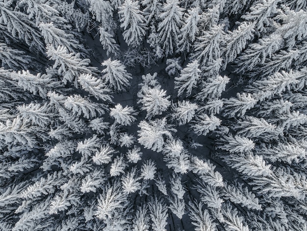 Vista aérea de un hermoso paisaje invernal con abetos cubiertos de nieve