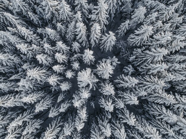 Vista aérea de un hermoso paisaje invernal con abetos cubiertos de nieve
