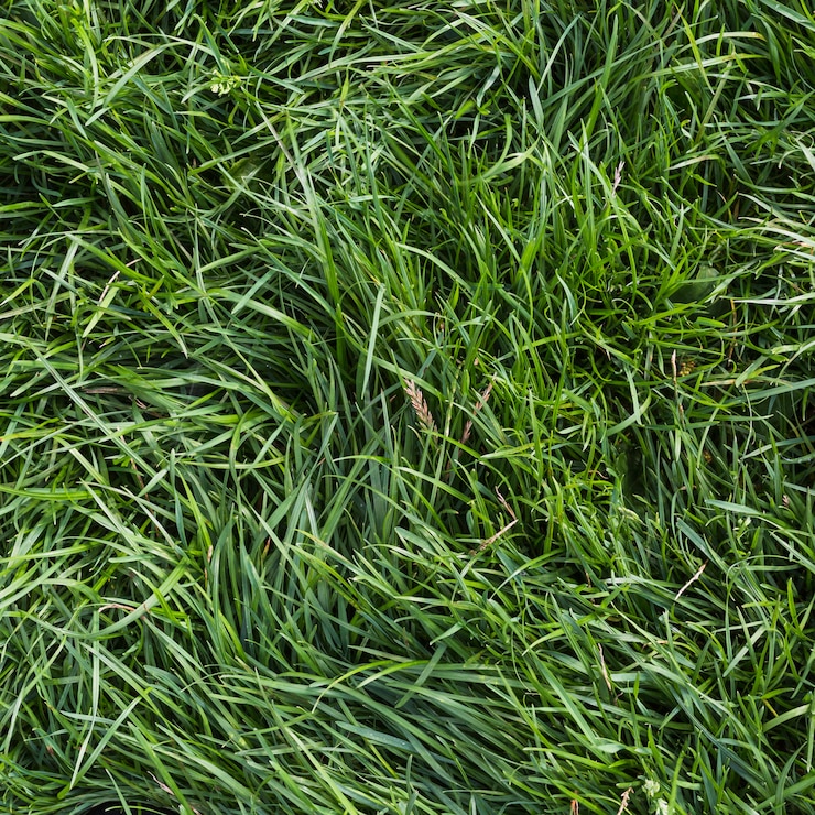 Foto gratuito una vista aérea de la hierba verde
