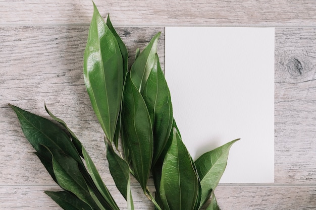 Una vista aérea de hojas verdes frescas con papel blanco en blanco sobre mesa de madera