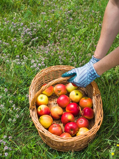 Vista aérea del jardinero con manzanas en la cesta