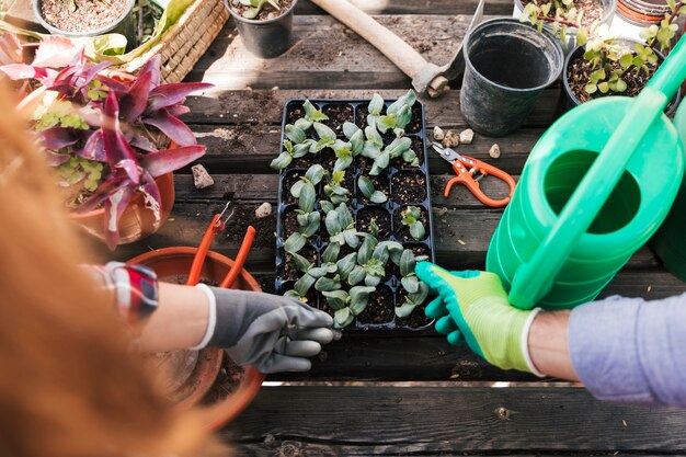 Vista aérea de un jardinero masculino y femenino tocando las plantas de semillero en la caja.