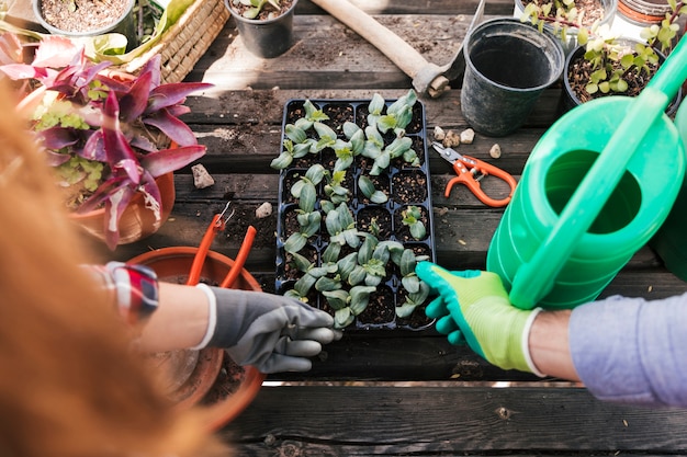 Vista aérea de un jardinero masculino y femenino tocando las plantas de semillero en la caja.