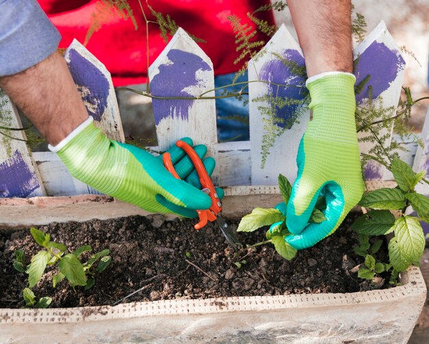 Vista aérea de un jardinero de sexo masculino que recorta la planta de semillero con tijeras de podar