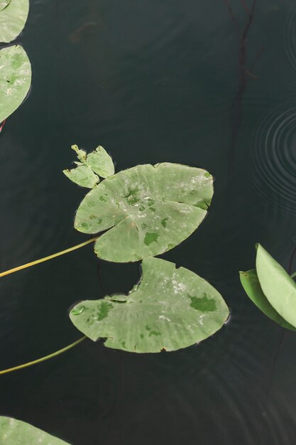 Una vista aérea de lirios verdes flotando en el agua