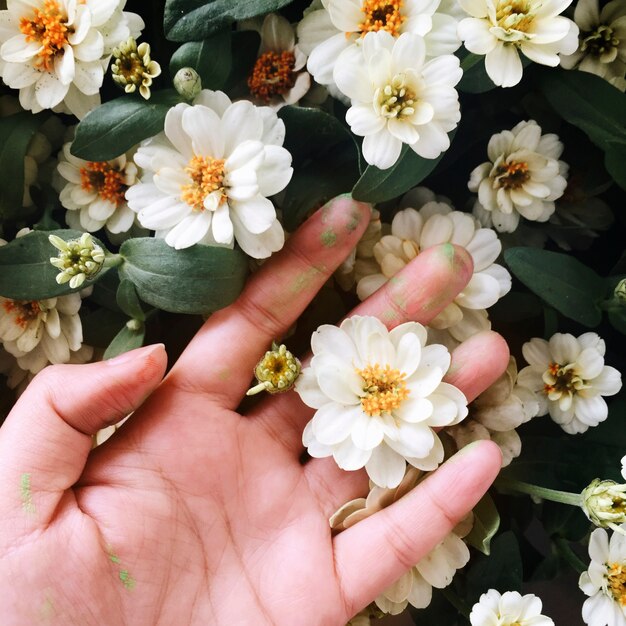 Vista aérea de mano tocando flores blancas
