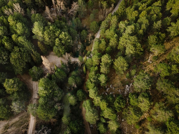 Vista aérea del paisaje de los bosques.