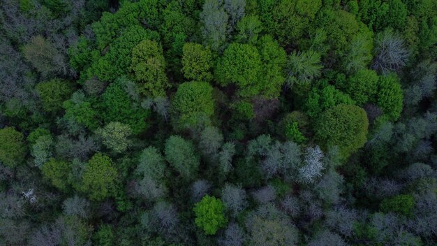 Vista aérea de un paisaje cubierto de altos árboles verdes