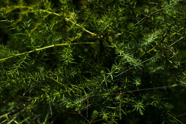 Vista aérea de planta verde