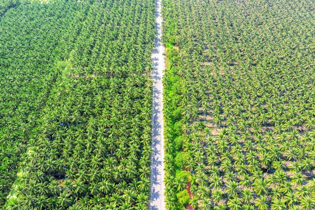 Vista aérea de la plantación de cocoteros y la carretera.