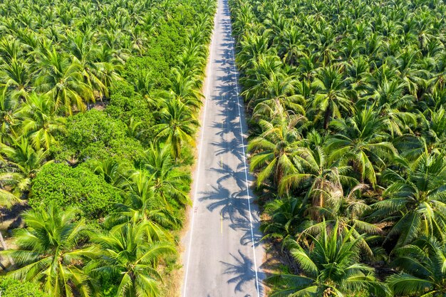 Vista aérea de la plantación de cocoteros y la carretera.