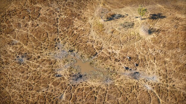 Vista aérea de la sabana con elefantes.