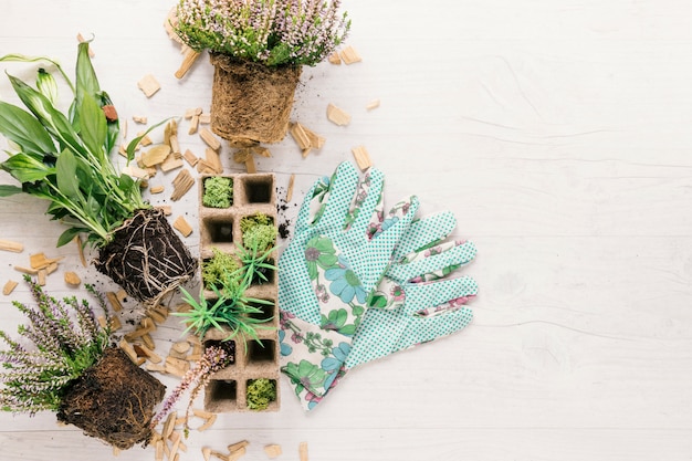 Vista aérea del suelo; Planta y bandeja de turba con guante de jardinería en superficie de madera blanca