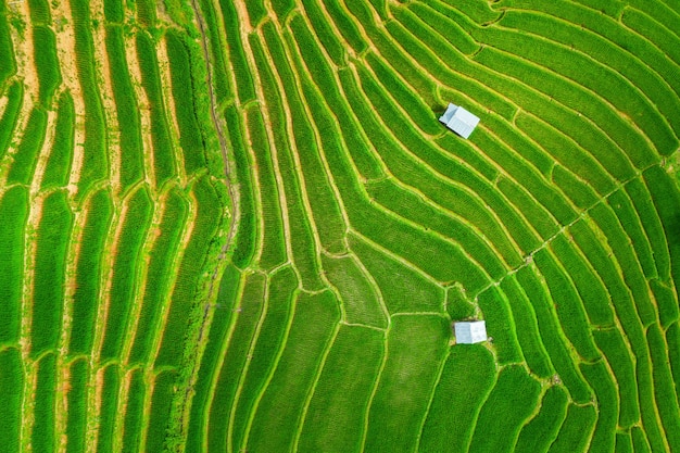 Vista aérea de la terraza de arroz en Ban pa bong piang en Chiang mai, Tailandia