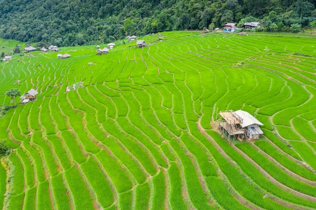 Vista aérea de la terraza de arroz en Ban pa bong piang en Chiang mai, Tailandia