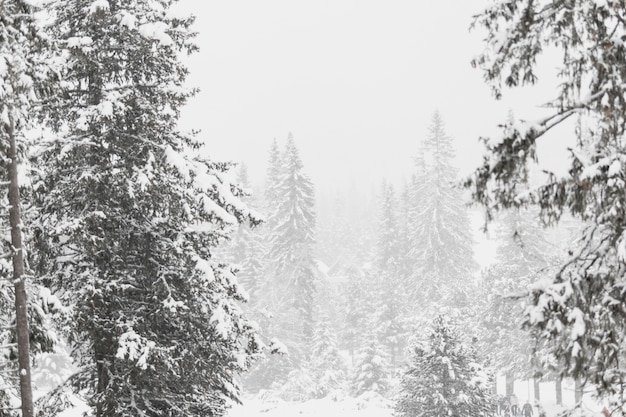 Vista al bosque cubierto de nieve