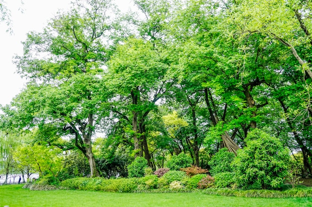 vista al parque verde