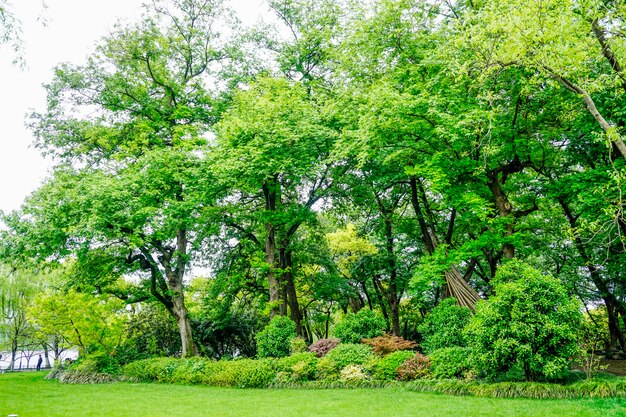 vista al parque verde