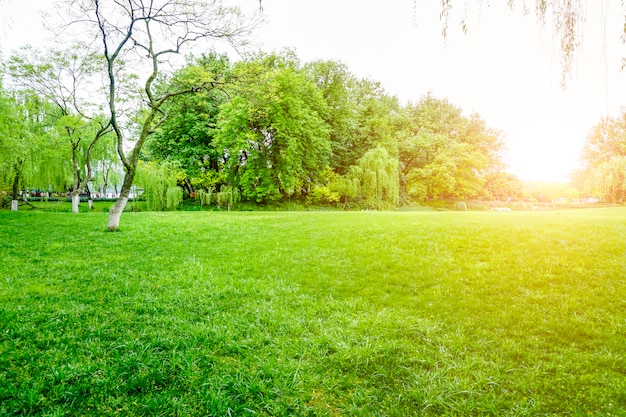 vista al parque verde