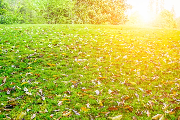 Foto gratuita vista al parque verde