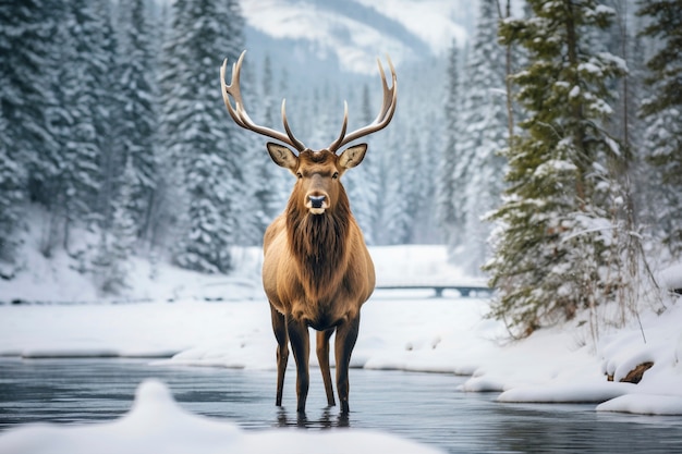 Foto gratuita vista del alce salvaje con el paisaje natural