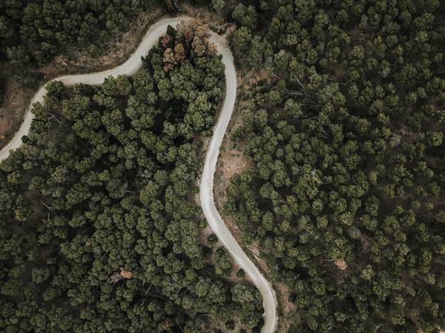 Vista de alto ángulo de camino sinuoso y árboles