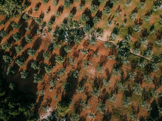 Vista de ángulo alto de árboles que crecen en tierra