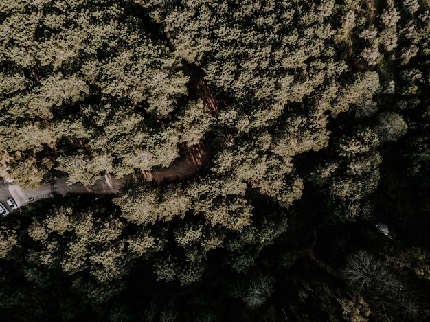 Vista de ángulo alto de árboles tropicales que crecen en el bosque