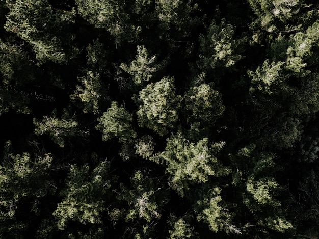 Vista de ángulo alto de árboles verdes que crecen en el bosque