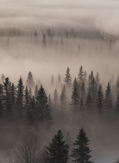 Vista de ángulo alto de un bosque siempre verde cubierto de niebla