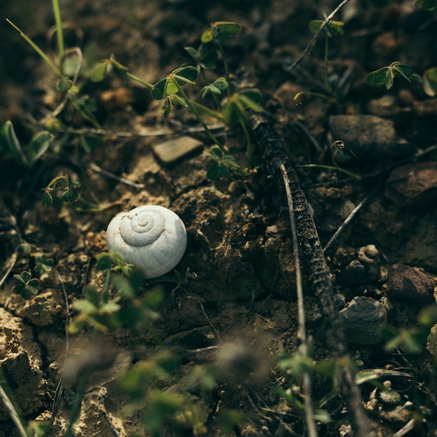 Vista de ángulo alto de caracol blanco en roca