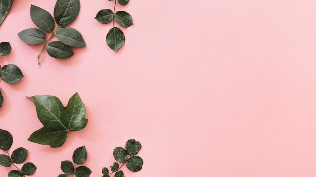 Vista de ángulo alto de diferentes hojas tropicales aisladas sobre fondo rosa