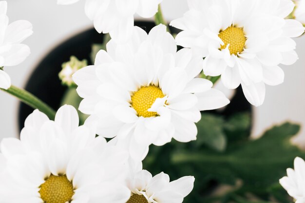 Vista de ángulo alto de una flor blanca