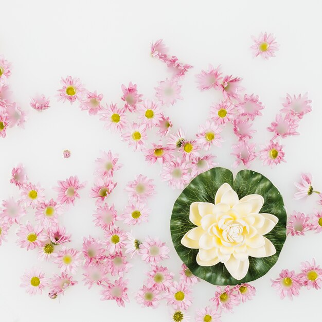 Vista de ángulo alto de flor de loto y rosa flotando en líquido blanco