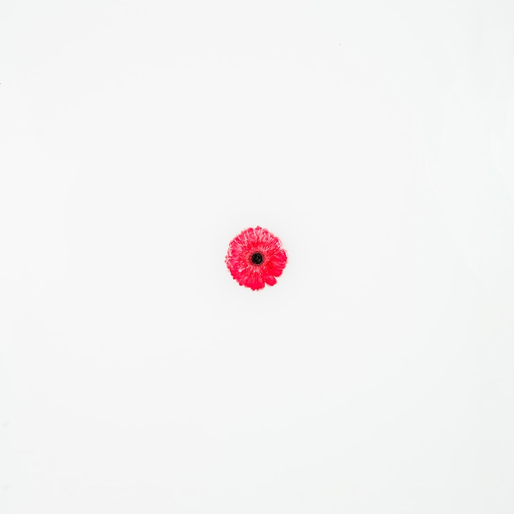 Foto gratuito vista de ángulo alto de hermosa flor sobre fondo blanco