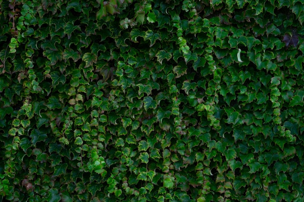 Vista de ángulo alto de un jardín de hiedra bajo la luz del sol: ideal para fondos y fondos de pantalla